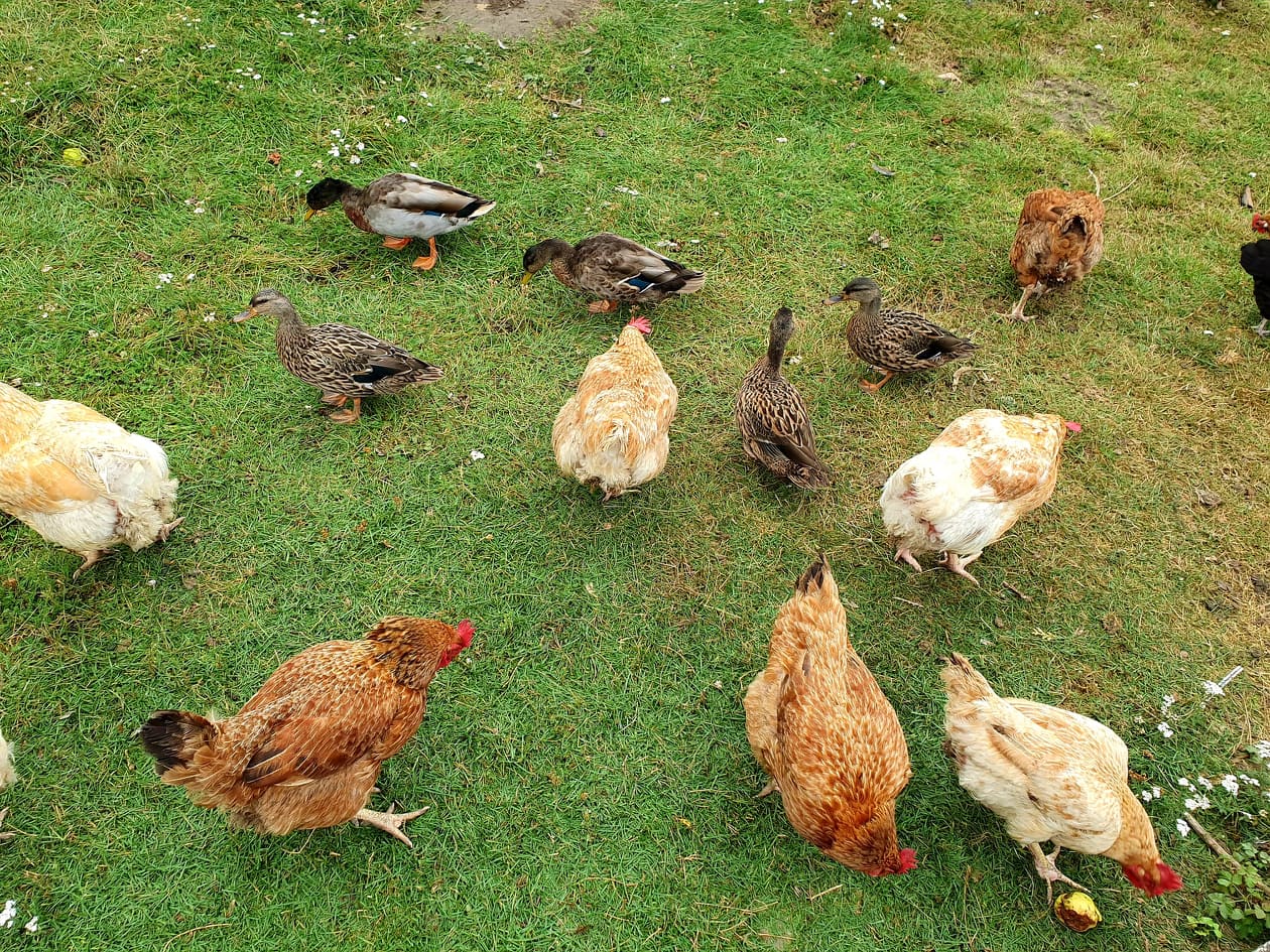 A Nagymama Házi Boltja