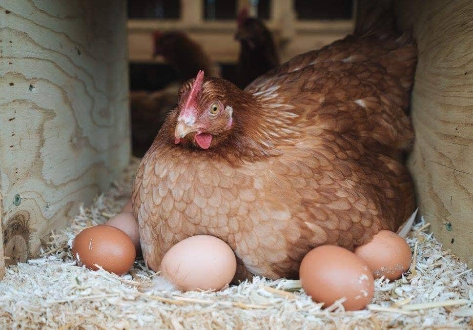 A Nagymama Házi Boltja