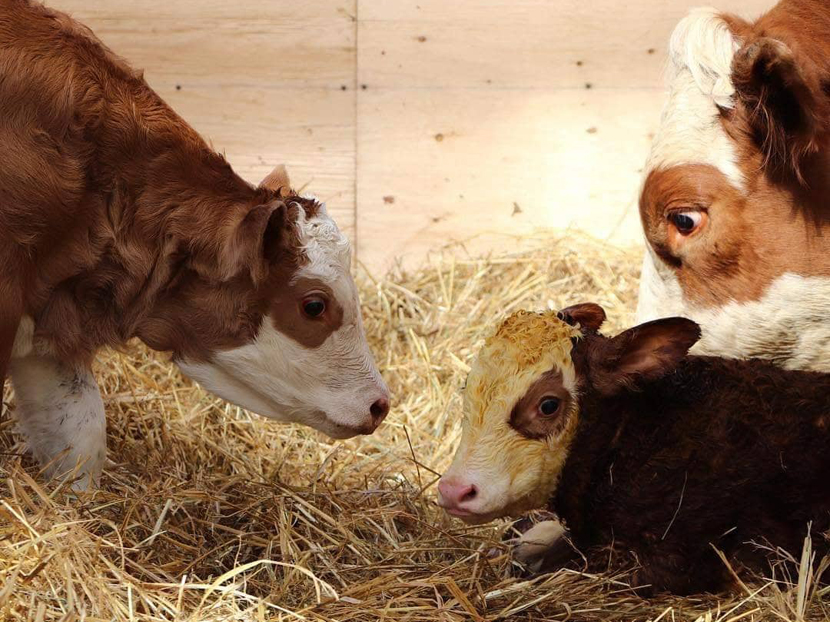 A Nagymama Házi Boltja